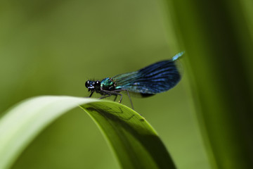 dragonfly on 	a blade of grass