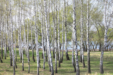 Trunks of birch trees in forest / birches in sunlight in spring / birch trees in bright sunshine / birch trees with white bark / beautiful landscape with white birches