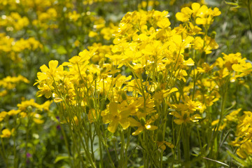 Ranunculus cortusifolius, Canary Buttercup
