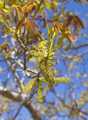 Fototapeta premium flowering walnut tree
