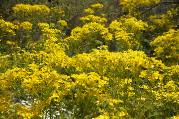 Ranunculus cortusifolius, Canary Buttercup