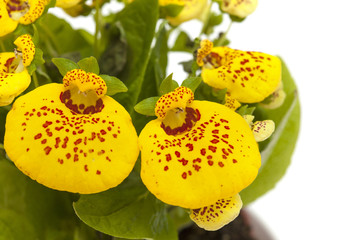 yellow Calceolaria isolated on white