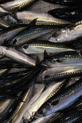 Fototapeta premium fresh fish for sale in the morning market of Ortigia, Siracusa, Sicily