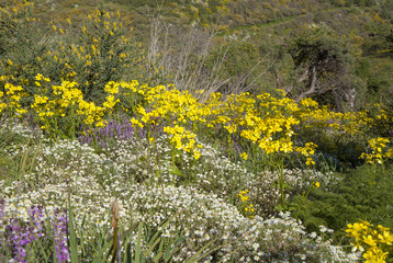 Obraz premium Central Gran Canaria in April