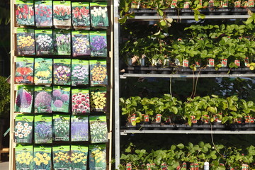 Blumensamen in Tüten auf einem Verkaufsstand