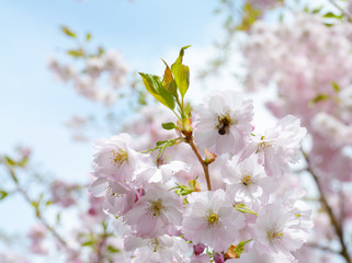 Flower ornamental cherry with spring atmosphere and blue sky