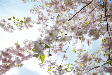 Flower ornamental cherry with spring atmosphere and blue sky
