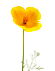 Eschscholzia californica, California poppy
