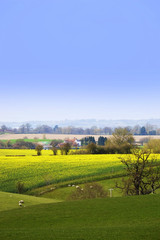 Fototapeta premium typical beautiful lush green english cotswold landscape 