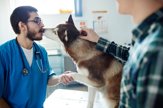 Cute Siberian Husky Dog Licking Vet Clinician