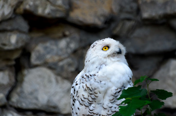 Polar owl