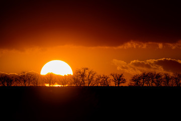 Trees silhouettes at sunset