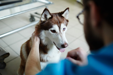 Adorable husky visiting vet clinician