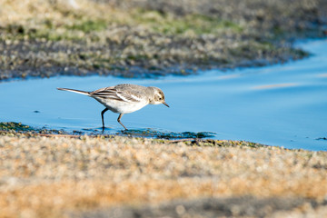 Young white wagtail