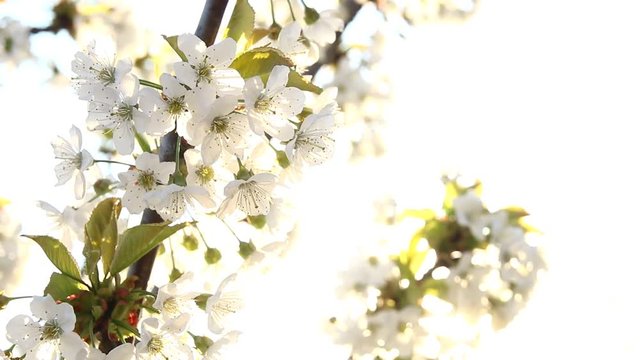 ilkbaharda &ccedil;i&ccedil;ek a&ccedil;an kiraz ağacı r&uuml;zgarda sallanıyor