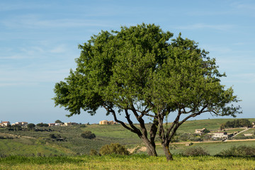 Obraz premium almond trees in the Greek ruins of the Valley of the Temples, Agrigento, Sicily 