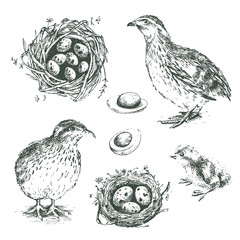 Set of vector graphic illustrations of quail, chick, eggs and ne - obrazy, fototapety, plakaty