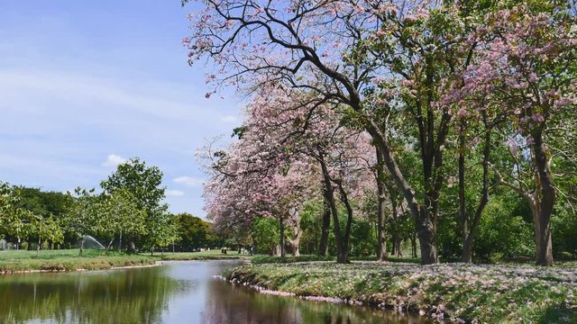 Flowers of pink trumpet trees are blossoming in Wachira Benjathana park, Public park where is in the center of Bangkok. 