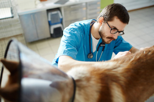 Serious vet examining one of his patients in clinic