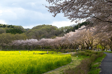 日本の春、桜と菜の花の風景