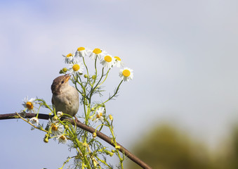 a bird a Sparrow sniffs the flowers are white daisies in the summer