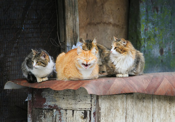 cute street cats with funny faces lie group at the barn © nataba