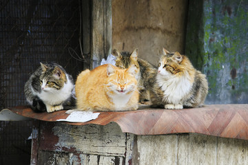 cute street cats with funny faces lie group © nataba