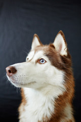 Furry husky doggy in isolation