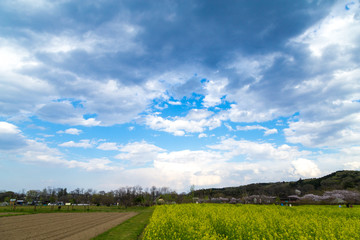 日本の春、桜と菜の花の風景