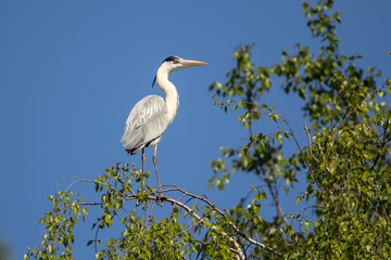 The gray heron sits on a birch branch