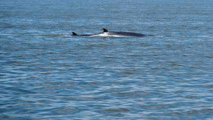 Fototapeta na wymiar Bryde's whale fin