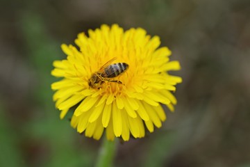 Bee nashed by dandelion