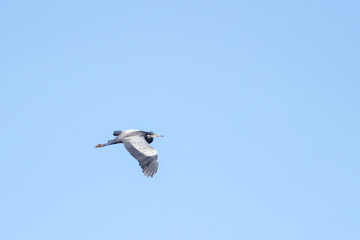 Grey Heron flying overhead #3