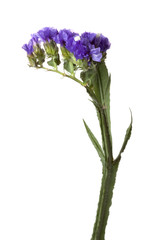 Statice flower isolated on white background
