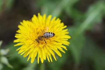 Bee nashed by dandelion