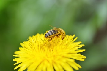 Bee nashed by dandelion