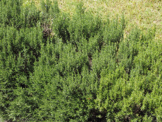 rosemary (Rosmarinus) plant