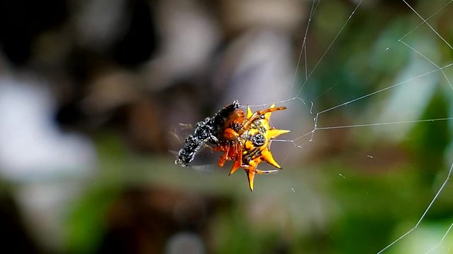 Spider is catching ant on web in tropical rain forest.