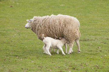 lamb drinks from ewe in green grassy meadow