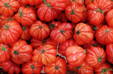 group of tomatoes background