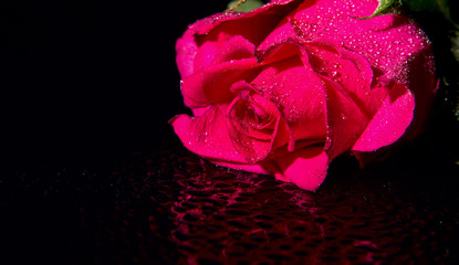 Naklejka premium Pink rose with water drops on a black background.