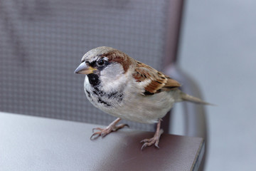 ein Haussperling beim betteln