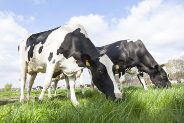 closeup of black and white cows in dutch meadow on sunny spring day