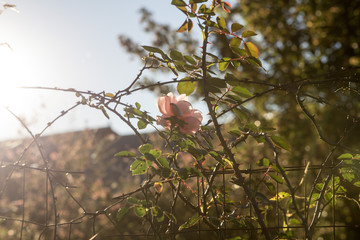Rose growing on a barbed wire fence - shot at sunset for golden light