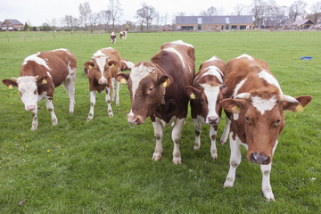 Fototapeta na wymiar young red and white cows with bull in meadow near Veenendaal in province of utrecht in holland