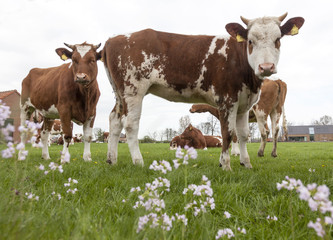 young red and white cows with bull in meadow near Veenendaal in province of utrecht in holland