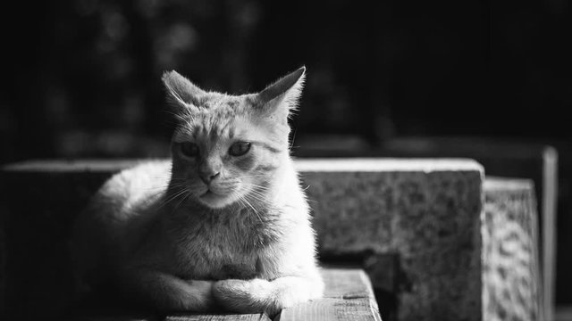 Pretty kitty cat resting Black & white stock footage of a beautiful feline resting on a bench in the city park
