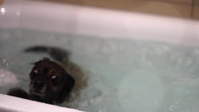 Chihuahua schwimmt