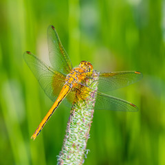 Search photos Category Animals > Bugs, Insects and Arachnids > Dragonflies