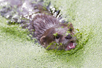 Small claw otter covered in duckweed